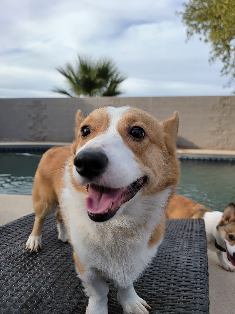 Maricopa Animal Hospital image 2