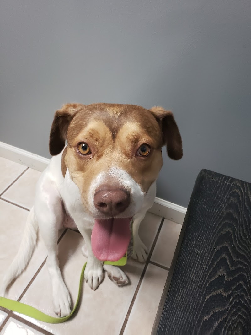 Maricopa Animal Hospital image 3