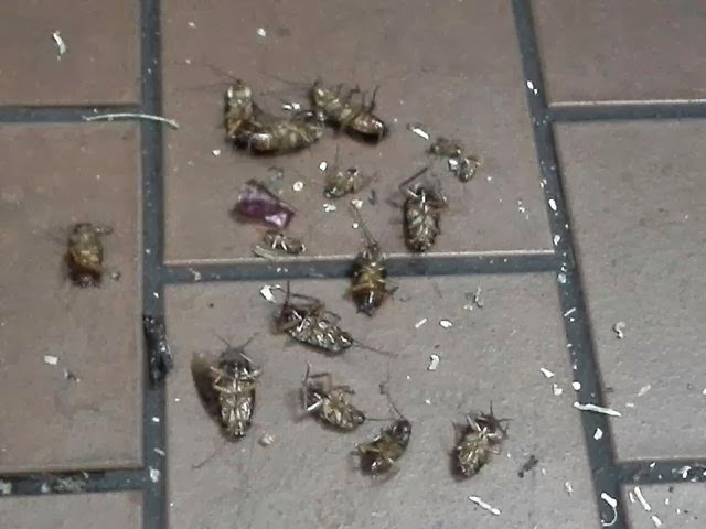 Stormin' Norman Termite and Pest Control image 3