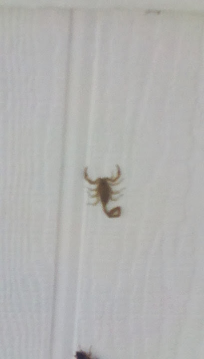 Stormin' Norman Termite and Pest Control image 5