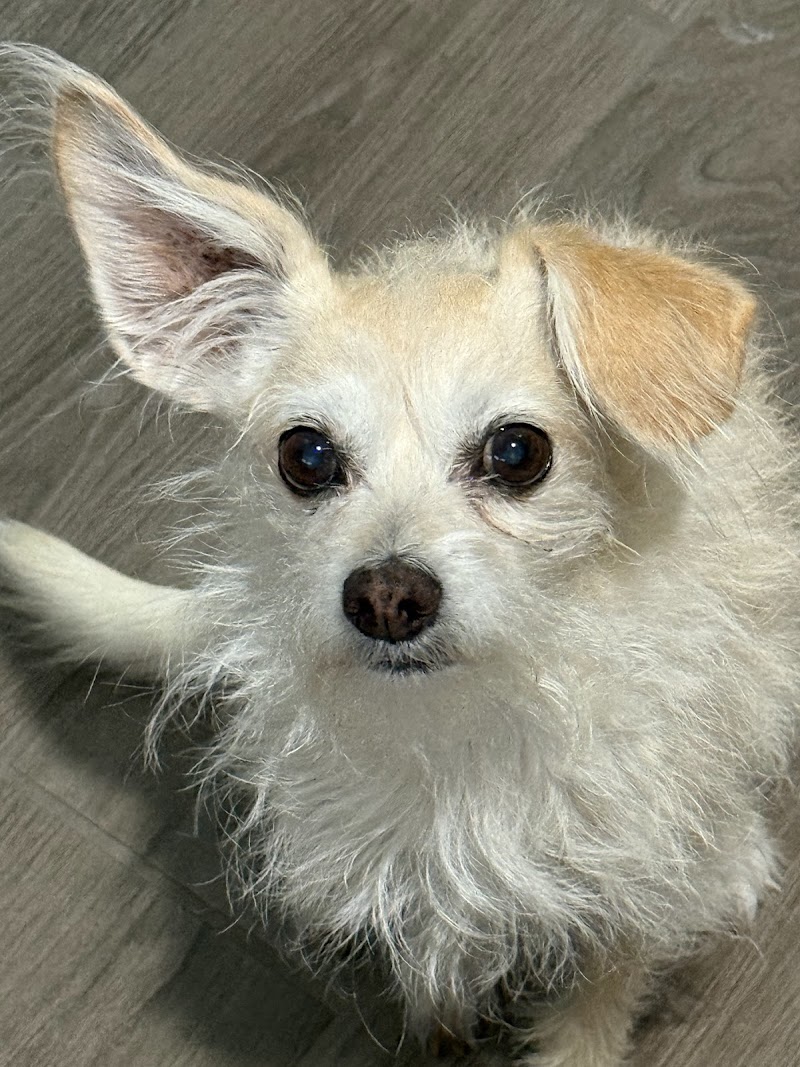 Michelle's Professional Pet Grooming image 1