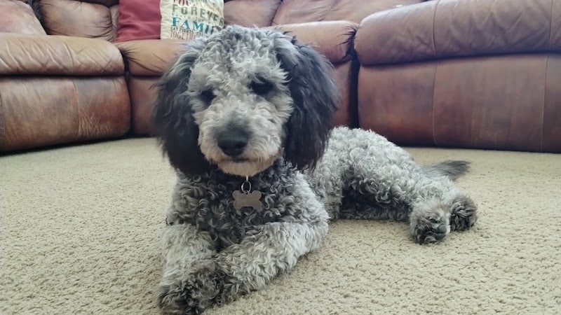 Michelle's Professional Pet Grooming image 2