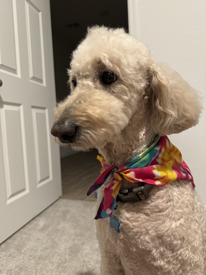 Michelle's Professional Pet Grooming image 3