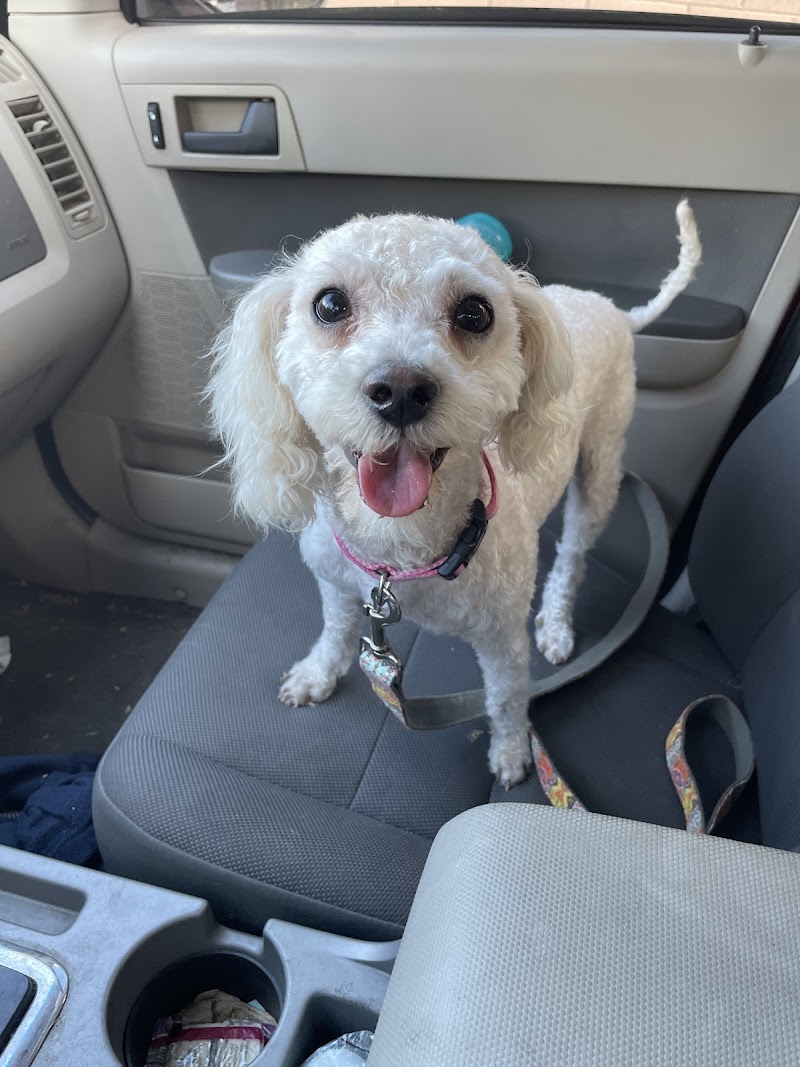 Michelle's Professional Pet Grooming image 4