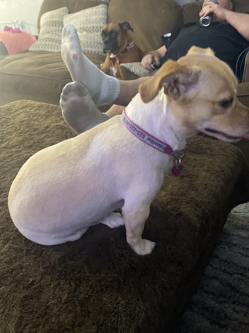 Michelle's Professional Pet Grooming image 5