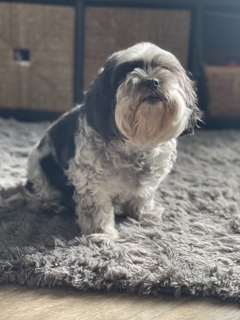 Spay Neuter Clinic: Chandler image 4