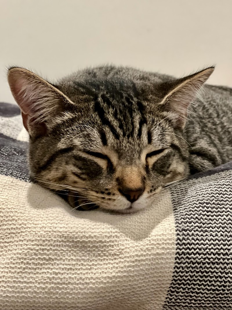 Spay Neuter Clinic: Chandler image 5