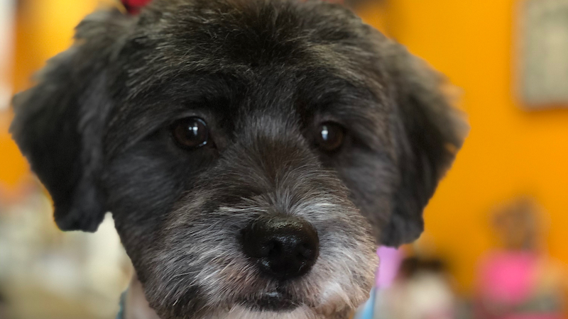 Dippity Do Dog image 1