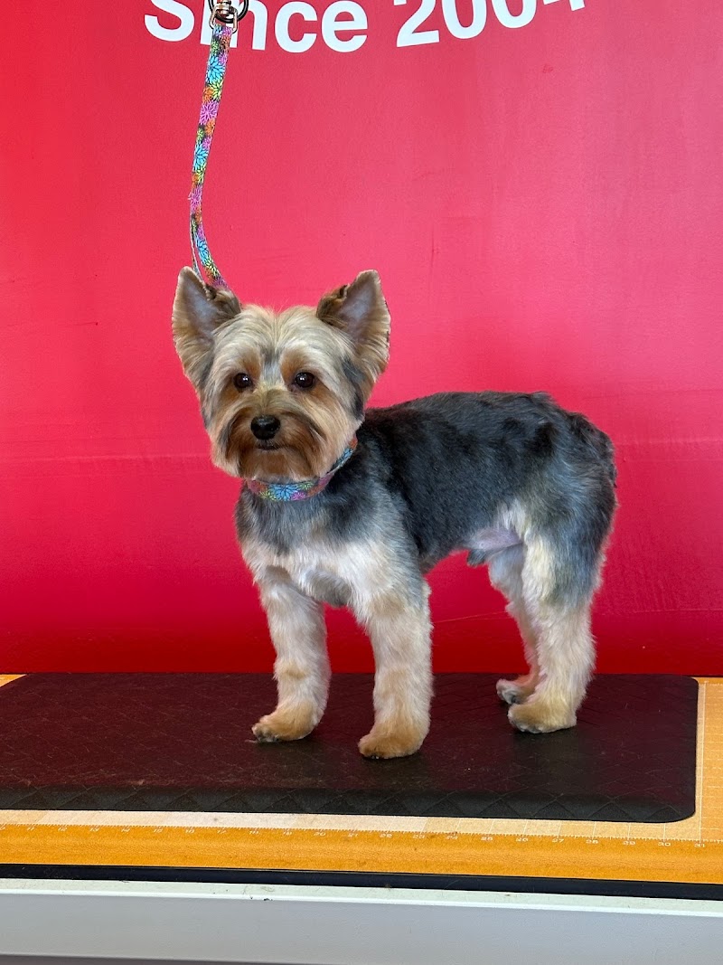 Dippity Do Dog image 2