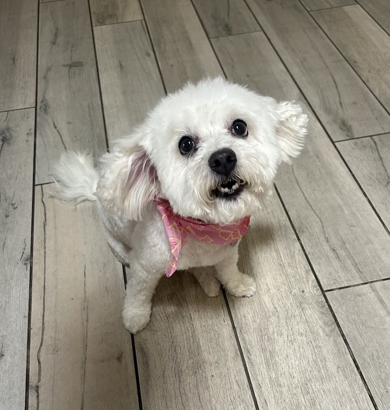 Dippity Do Dog image 3