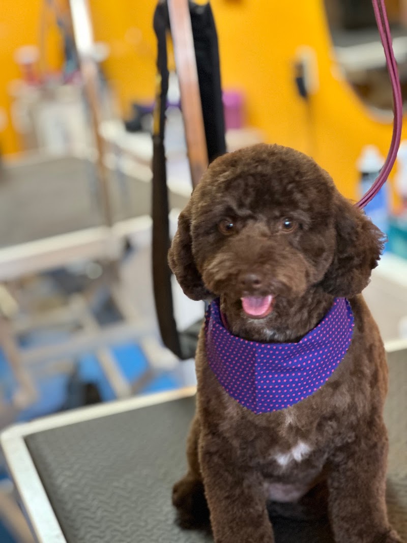 Dippity Do Dog image 4