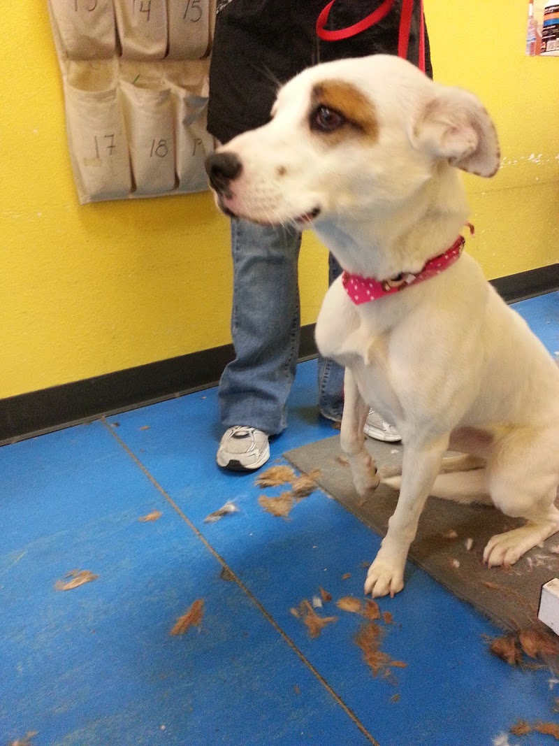 Dippity Do Dog image 5