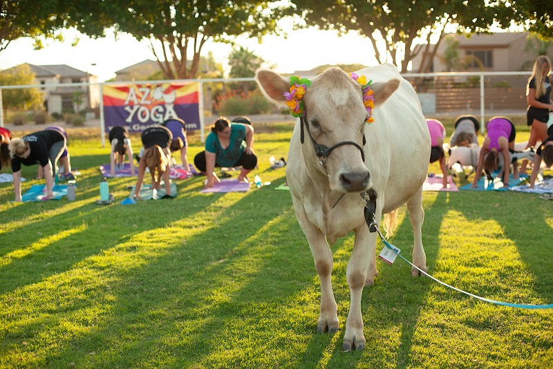 Arizona Goat Yoga Gallery Image