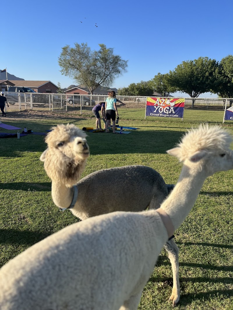 Arizona Goat Yoga Gallery Image