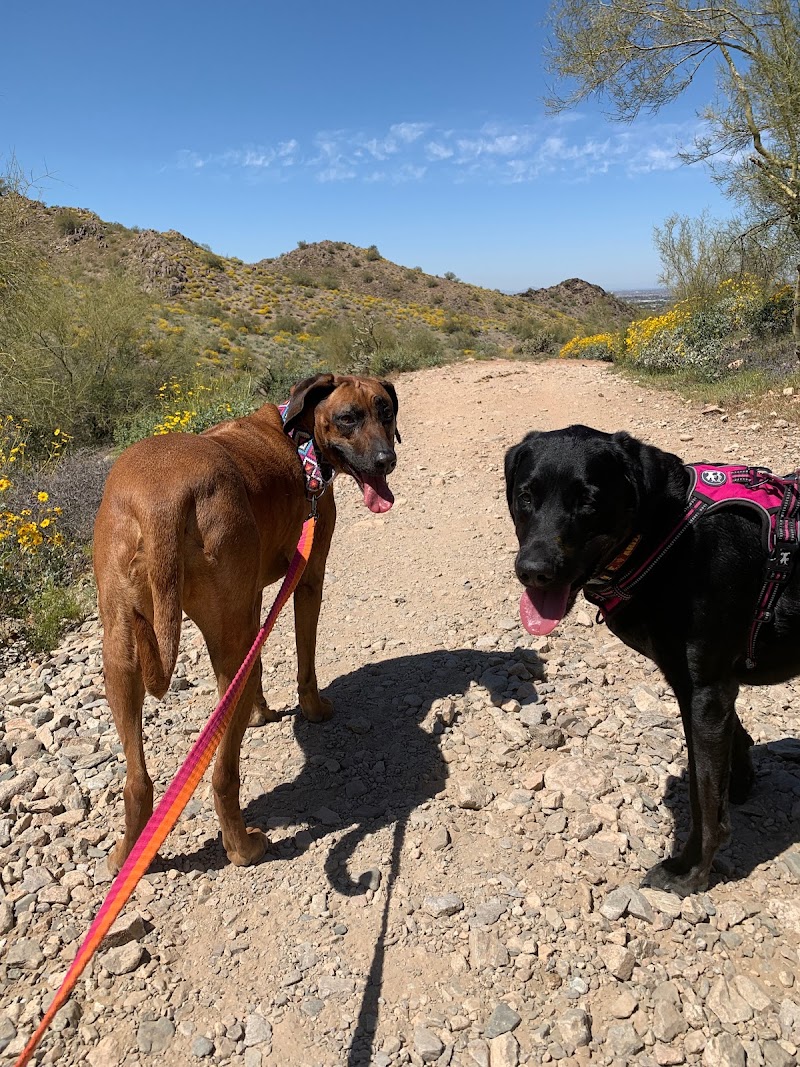 Pawsitively Purfect Pet Sitting LLC image 1