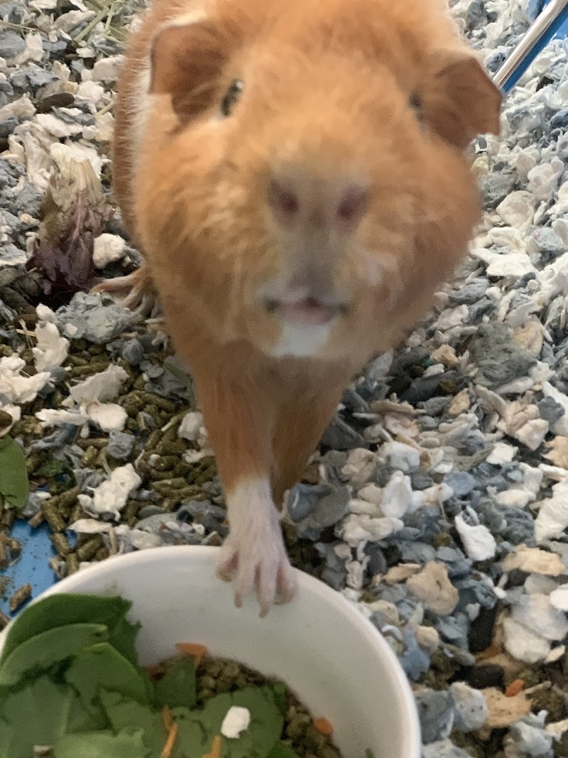 Pawsitively Purfect Pet Sitting LLC image 5