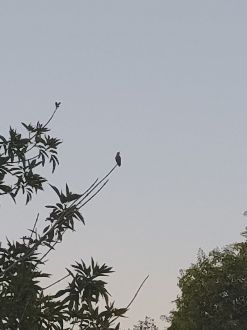 Adora Trails Saguaro Park/Blue Park image 2