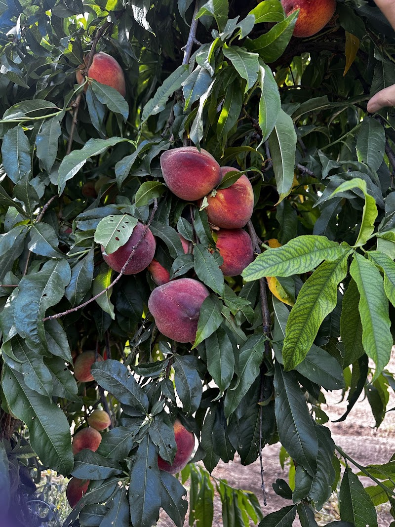 Schnepf Farms image 4