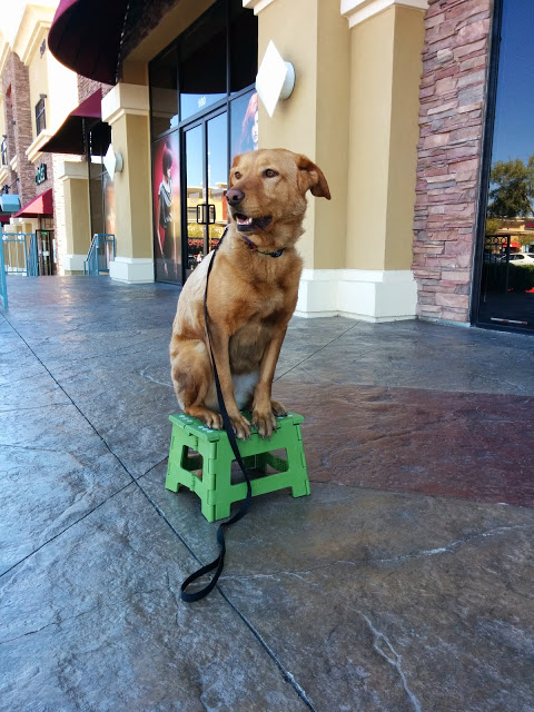 Dog Training Elite image 4