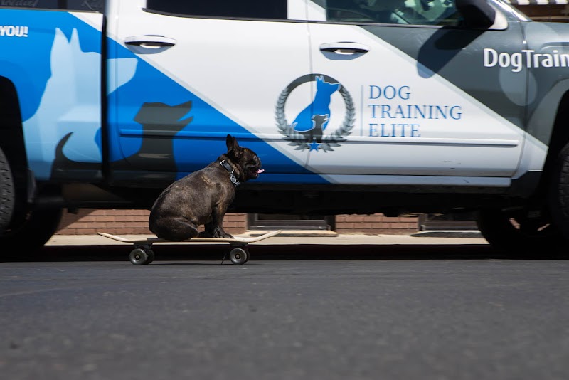 Dog Training Elite image 5