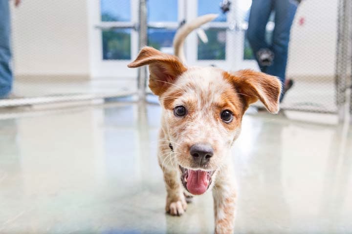 Arizona Humane Society South Mountain Campus image 1