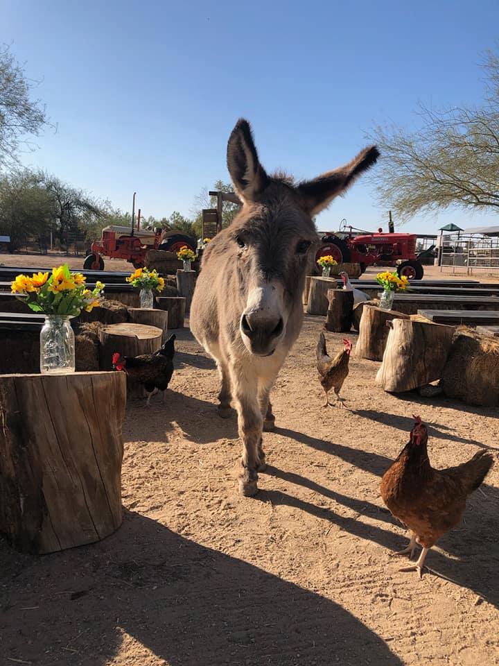 Superstition Farm image 1
