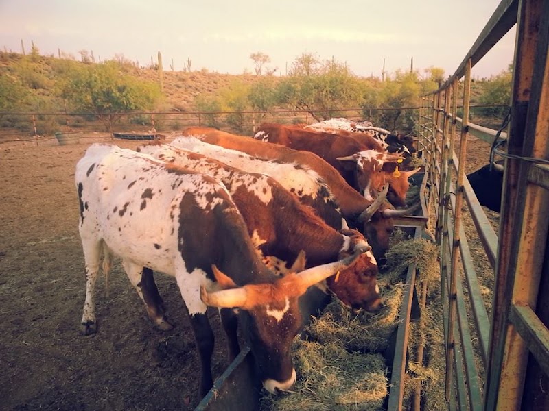 Don Donnelly's D Spur Ranch and Riding Stable image 5