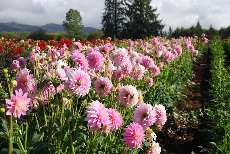 Gold Canyon Massage image 3