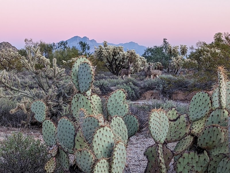 Usery Mountain Regional Park image 5