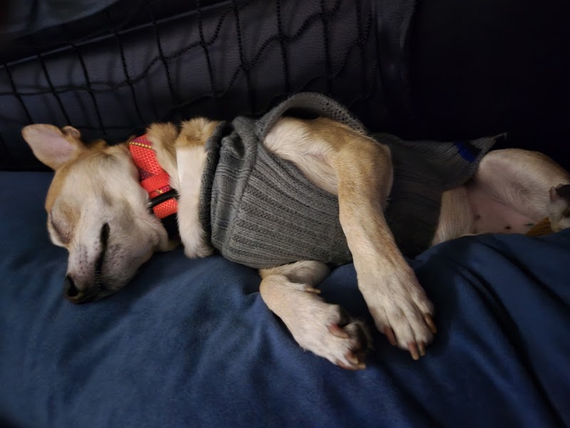 Arizona Humane Society Sunnyslope Campus image 1