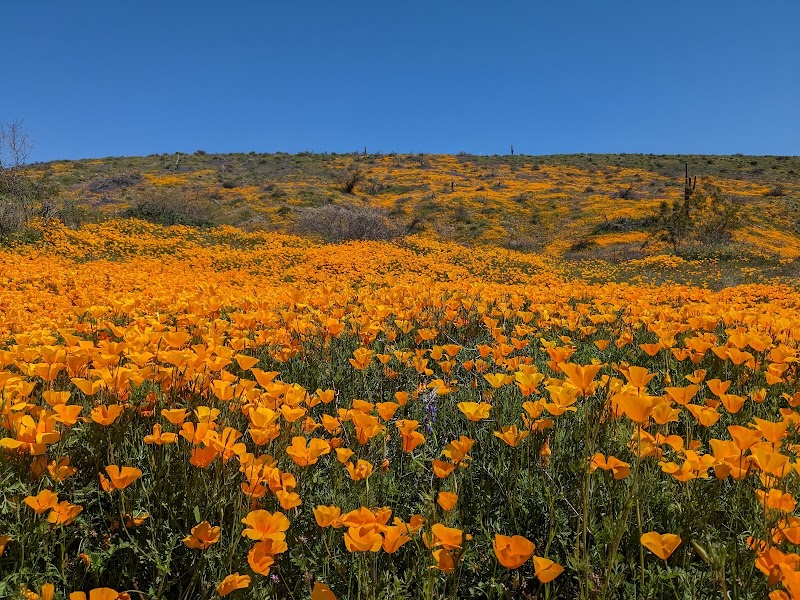 Butcher Jones OHV image 1