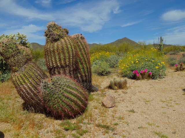 Goldfield Mountains Cliff Wall image 2