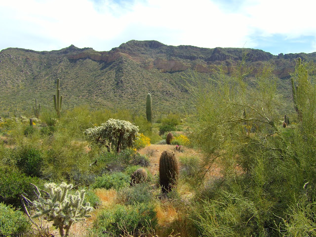 Goldfield Mountains Cliff Wall image 4