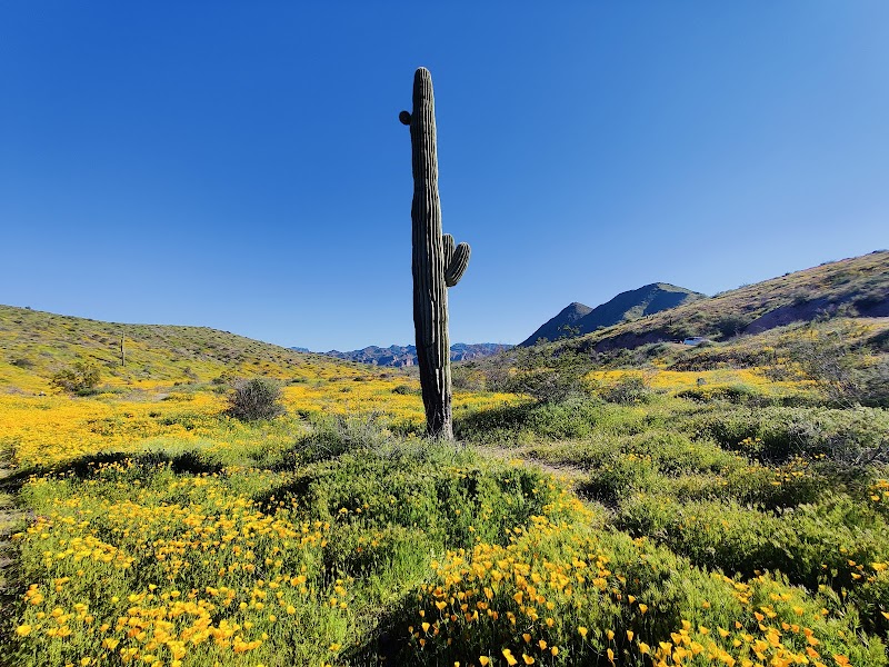 Four Peaks Wilderness Area image 3