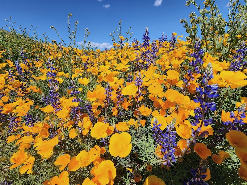 Four Peaks Wilderness Area image 4