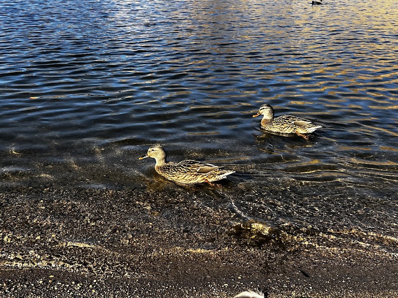 Canyon Lake - Palo Verde Boat Launch image 4