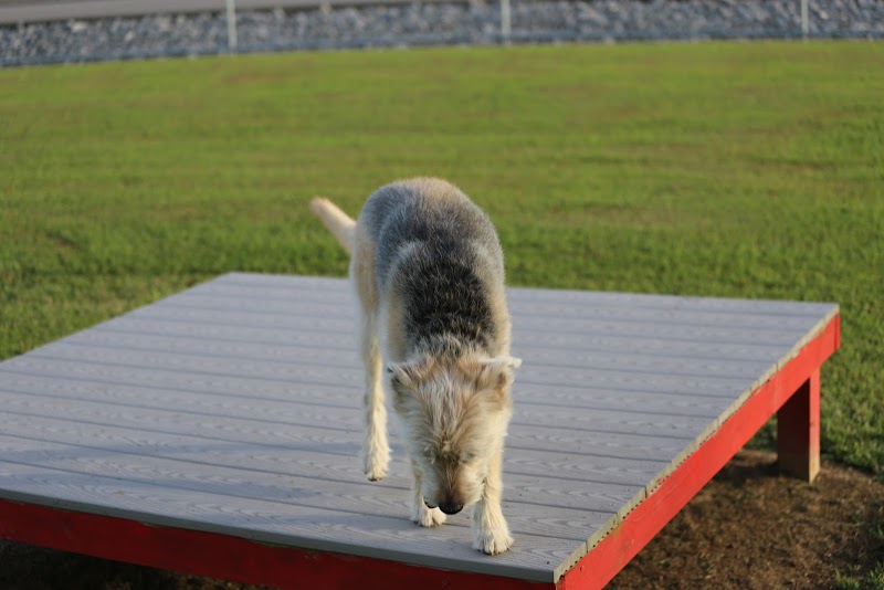 Blake's Bark Park image 5