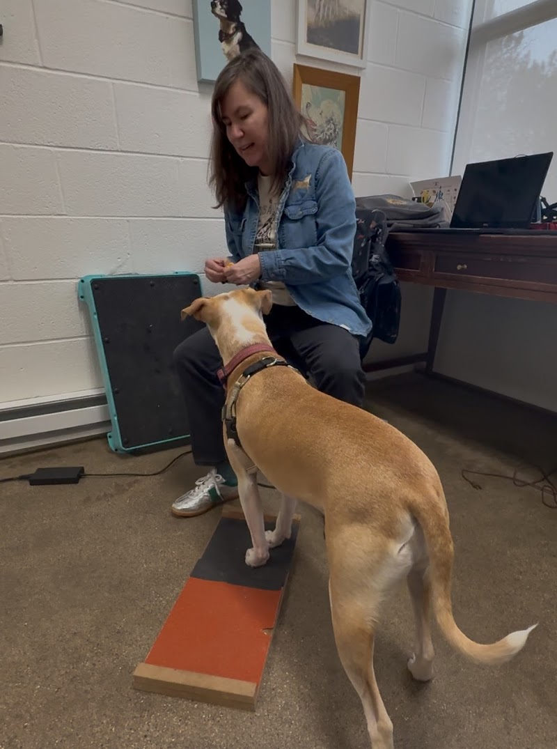 A Pleasant Dog image 1