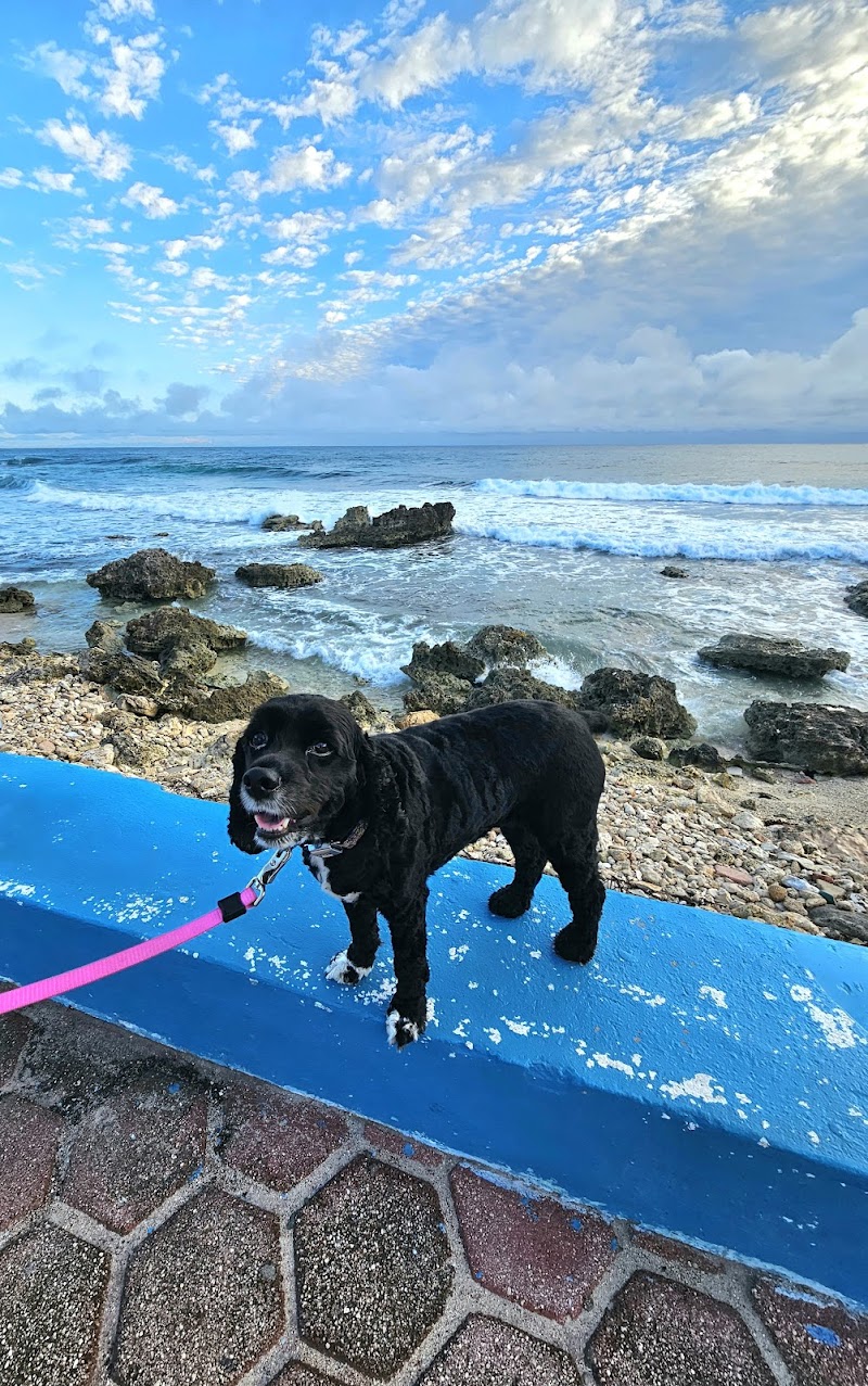 A Pleasant Dog image 2