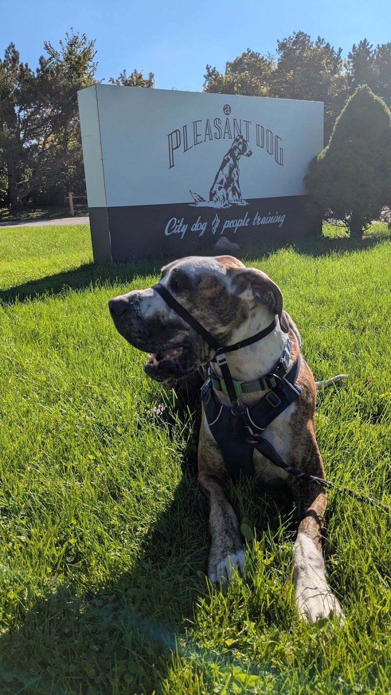 A Pleasant Dog image 5