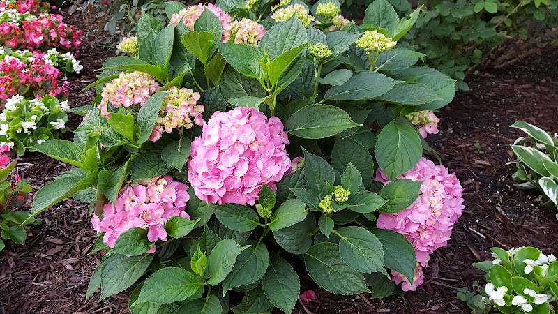 Dykema Snowplow Services