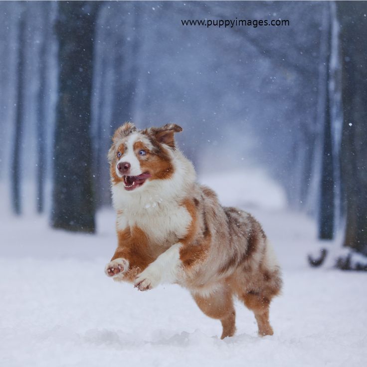 Animal Behavior Consultants of Michigan image 2