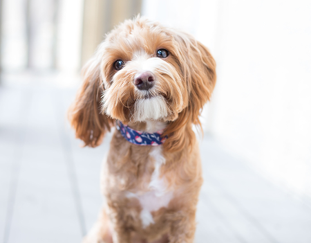 Animal Behavior Consultants of Michigan image 3