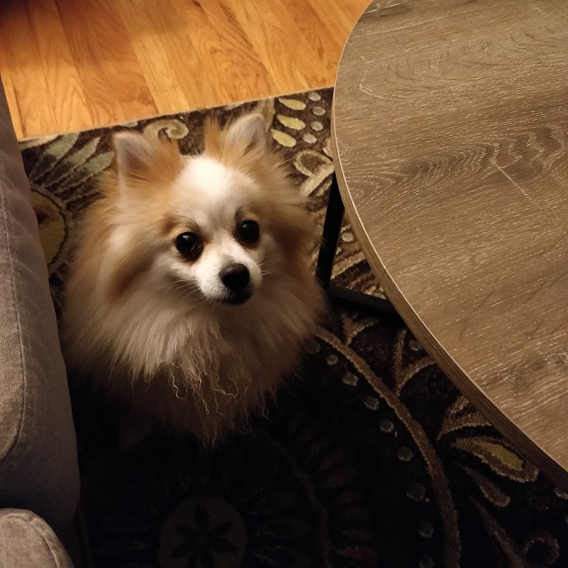 Animal Behavior Consultants of Michigan image 5