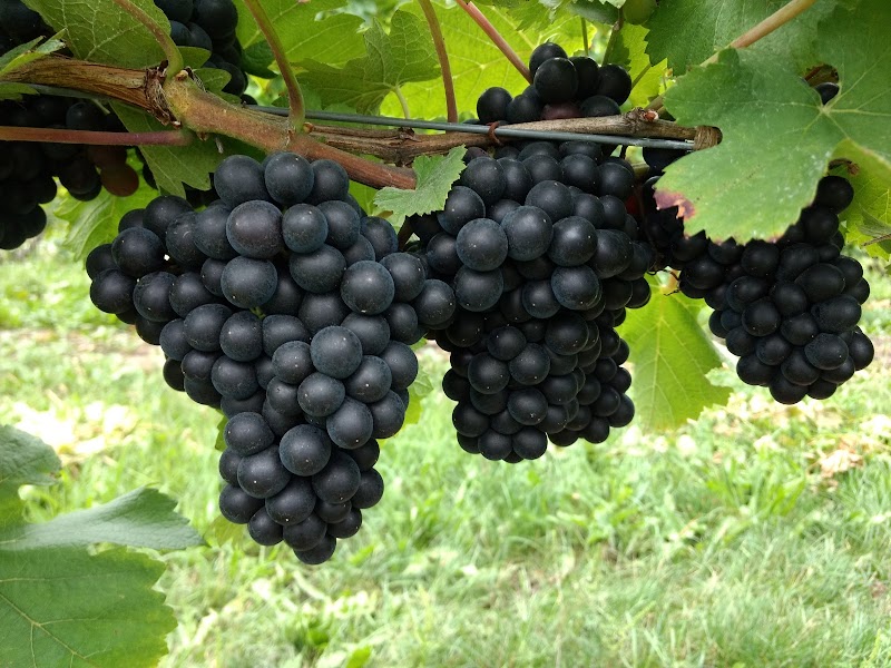 Laurentide Winery image 3