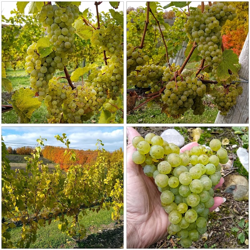 Laurentide Winery image 4