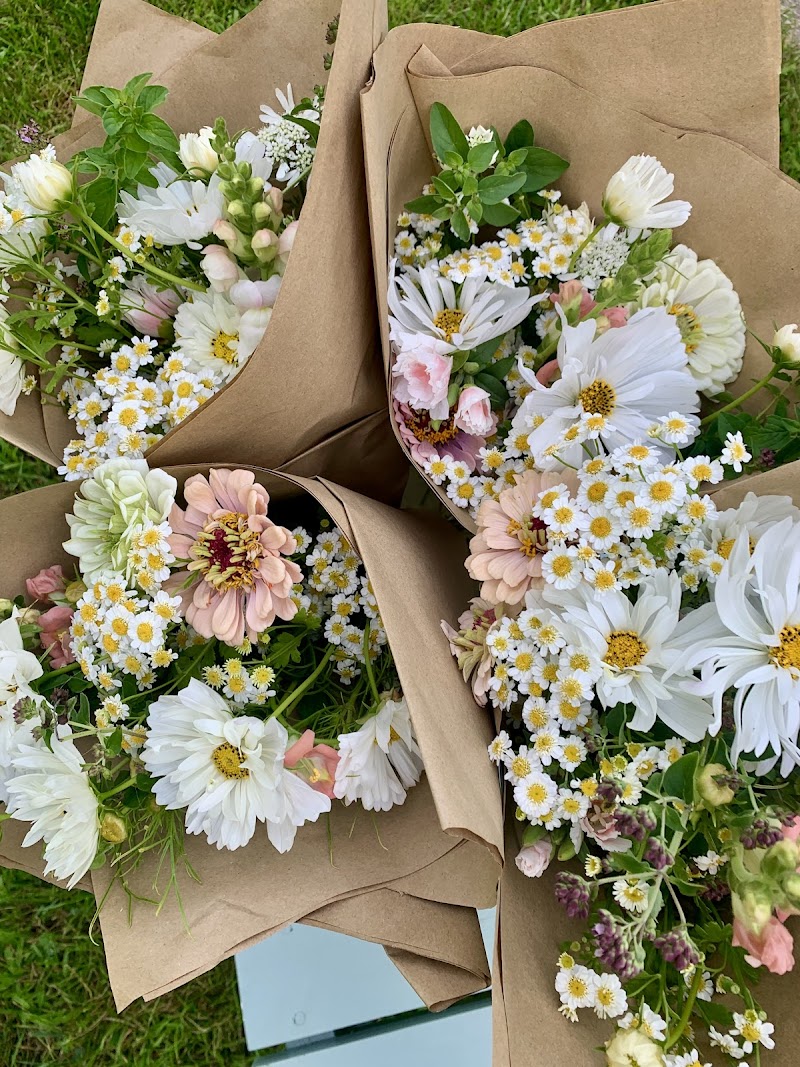 Field and Lane image 3