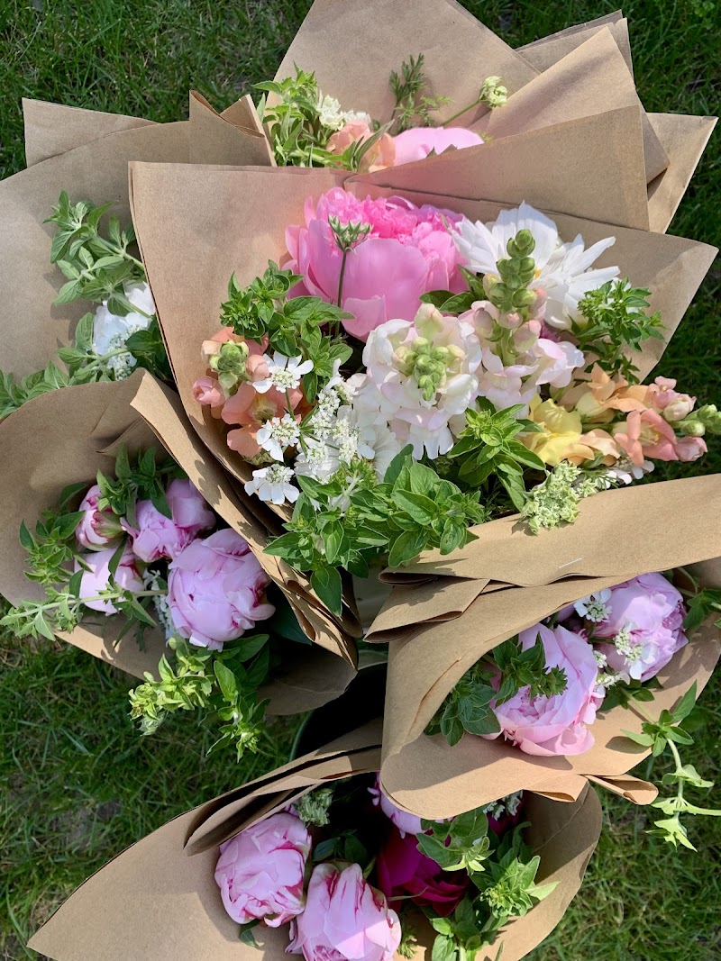 Field and Lane image 4