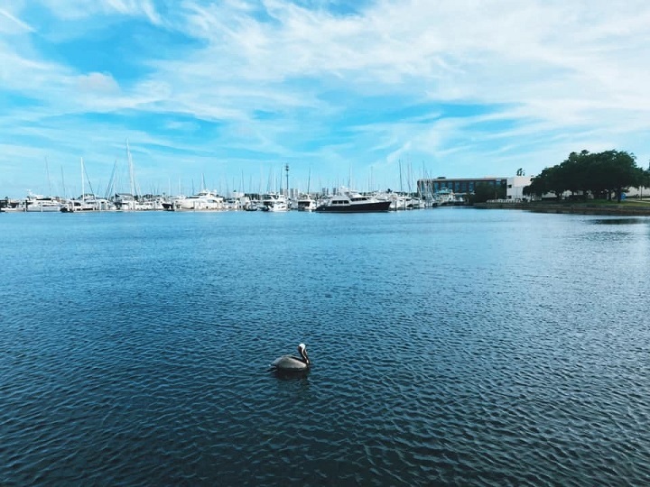 Port of St Petersburg image 2