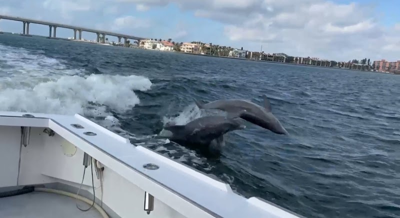 Bay to Gulf Charters image 1